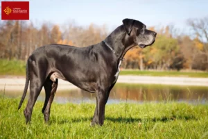 Mehr über den Artikel erfahren Dogge Züchter und Welpen in Okzitanien