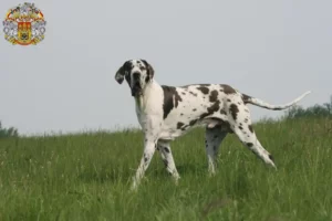 Mehr über den Artikel erfahren Dogge Züchter und Welpen in Prag