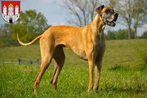 Mehr über den Artikel erfahren Dogge Züchter und Welpen in Salzburg