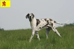 Mehr über den Artikel erfahren Dogge Züchter und Welpen in Südholland