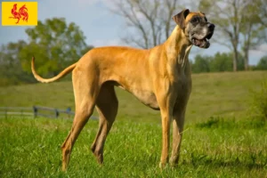 Mehr über den Artikel erfahren Dogge Züchter und Welpen in Wallonische Region