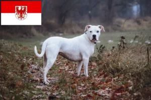 Mehr über den Artikel erfahren Dogo Argentino Züchter und Welpen in Brandenburg