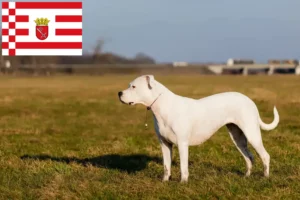 Mehr über den Artikel erfahren Dogo Argentino Züchter und Welpen in Bremen