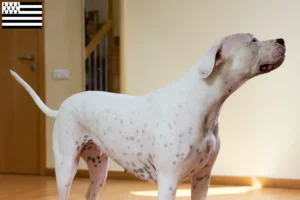 Mehr über den Artikel erfahren Dogo Argentino Züchter und Welpen in der Bretagne