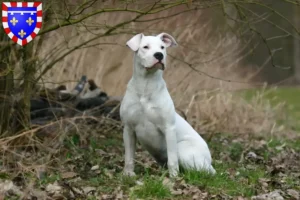 Mehr über den Artikel erfahren Dogo Argentino Züchter und Welpen in Centre-Val de Loire