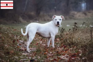 Mehr über den Artikel erfahren Dogo Argentino Züchter und Welpen in Drenthe