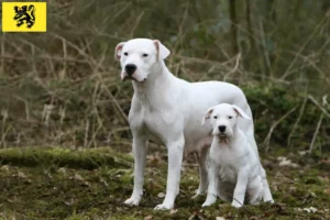 Mehr über den Artikel erfahren Dogo Argentino Züchter und Welpen in Flandern