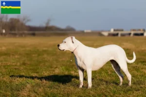 Mehr über den Artikel erfahren Dogo Argentino Züchter und Welpen in Flevoland