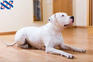 Mehr über den Artikel erfahren Dogo Argentino Züchter und Welpen in Friesland