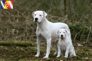 Mehr über den Artikel erfahren Dogo Argentino Züchter und Welpen in Grand Est