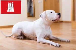 Mehr über den Artikel erfahren Dogo Argentino Züchter und Welpen in Hamburg