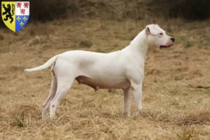 Mehr über den Artikel erfahren Dogo Argentino Züchter und Welpen in Hauts-de-France