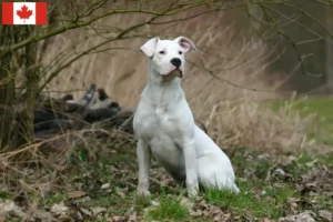 Mehr über den Artikel erfahren Dogo Argentino Züchter und Welpen in Kanada