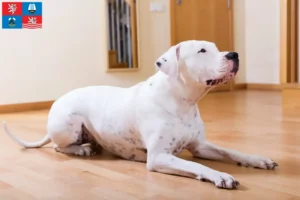 Mehr über den Artikel erfahren Dogo Argentino Züchter und Welpen in Karlsbad