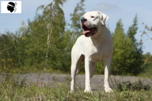 Mehr über den Artikel erfahren Dogo Argentino Züchter und Welpen auf Korsika