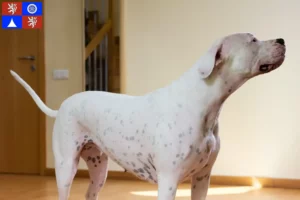 Mehr über den Artikel erfahren Dogo Argentino Züchter und Welpen in Liberec