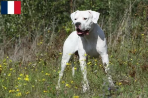 Mehr über den Artikel erfahren Dogo Argentino Züchter und Welpen in Martinique