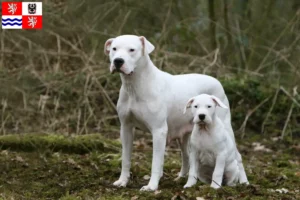 Mehr über den Artikel erfahren Dogo Argentino Züchter und Welpen in Mittelböhmen