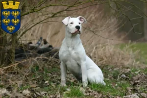 Mehr über den Artikel erfahren Dogo Argentino Züchter und Welpen in Niederösterreich