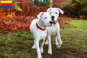 Mehr über den Artikel erfahren Dogo Argentino Züchter und Welpen in Nordholland