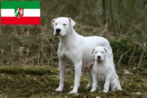 Mehr über den Artikel erfahren Dogo Argentino Züchter und Welpen in Nordrhein-Westfalen