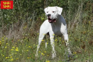 Mehr über den Artikel erfahren Dogo Argentino Züchter und Welpen in der Normandie