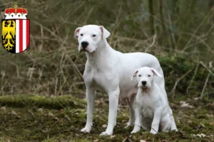 Mehr über den Artikel erfahren Dogo Argentino Züchter und Welpen in Oberösterreich