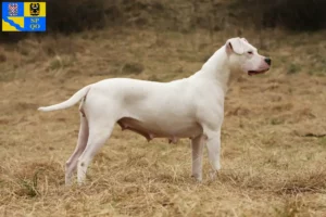 Mehr über den Artikel erfahren Dogo Argentino Züchter und Welpen in Olmütz