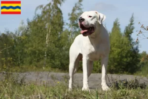 Mehr über den Artikel erfahren Dogo Argentino Züchter und Welpen in Overijssel