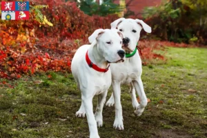 Mehr über den Artikel erfahren Dogo Argentino Züchter und Welpen in Pardubice