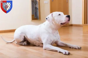 Mehr über den Artikel erfahren Dogo Argentino Züchter und Welpen in Pays de la Loire