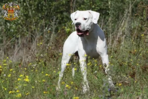 Mehr über den Artikel erfahren Dogo Argentino Züchter und Welpen in Prag