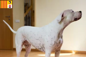 Mehr über den Artikel erfahren Dogo Argentino Züchter und Welpen in der Provence-Alpes-Côte d’Azur