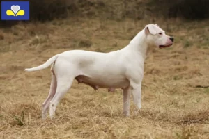 Mehr über den Artikel erfahren Dogo Argentino Züchter und Welpen in Region Brüssel-Hauptstadt