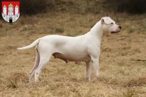 Mehr über den Artikel erfahren Dogo Argentino Züchter und Welpen in Salzburg