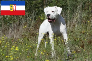 Mehr über den Artikel erfahren Dogo Argentino Züchter und Welpen in Schleswig-Holstein