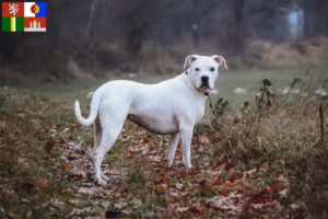 Mehr über den Artikel erfahren Dogo Argentino Züchter und Welpen in Südböhmen