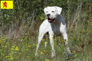 Mehr über den Artikel erfahren Dogo Argentino Züchter und Welpen in Südholland