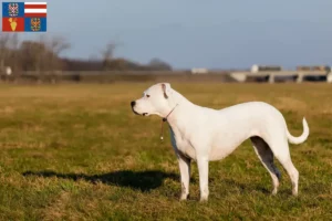 Mehr über den Artikel erfahren Dogo Argentino Züchter und Welpen in Südmähren