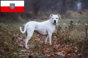 Mehr über den Artikel erfahren Dogo Argentino Züchter und Welpen in Thüringen