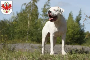 Mehr über den Artikel erfahren Dogo Argentino Züchter und Welpen in Tirol