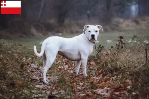 Mehr über den Artikel erfahren Dogo Argentino Züchter und Welpen in Utrecht