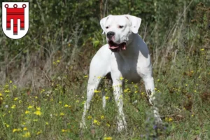 Mehr über den Artikel erfahren Dogo Argentino Züchter und Welpen in Vorarlberg