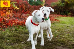 Mehr über den Artikel erfahren Dogo Argentino Züchter und Welpen in Wallonische Region