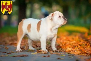 Mehr über den Artikel erfahren Englische Bulldogge Züchter und Welpen im Burgenland