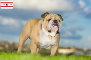 Mehr über den Artikel erfahren Englische Bulldogge Züchter und Welpen in Drenthe