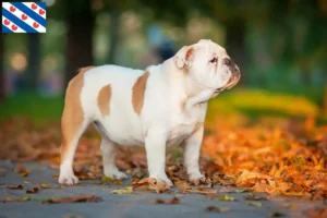 Mehr über den Artikel erfahren Englische Bulldogge Züchter und Welpen in Friesland