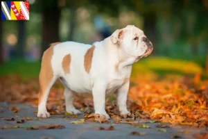 Mehr über den Artikel erfahren Englische Bulldogge Züchter und Welpen in Grand Est