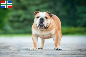 Mehr über den Artikel erfahren Englische Bulldogge Züchter und Welpen in Groningen