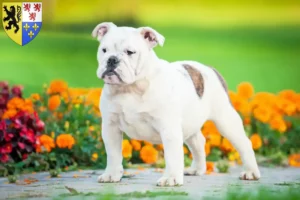 Mehr über den Artikel erfahren Englische Bulldogge Züchter und Welpen in Hauts-de-France